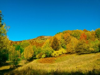 Fototapeta premium beautiful autumn colors into the forest
