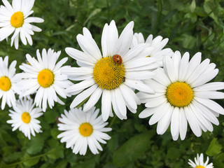 Close-up of chamomile flowers, on one of which is a ladybug