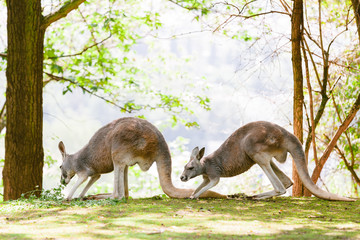 Naklejka na ściany i meble A kangaroo at Australian wildlife outdoor with. A beautiful nature portrait with a cute wild animal or mammal
