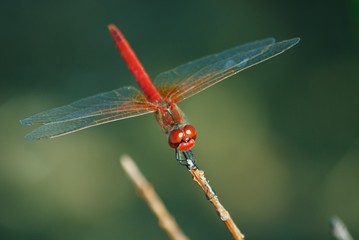 dragonfly