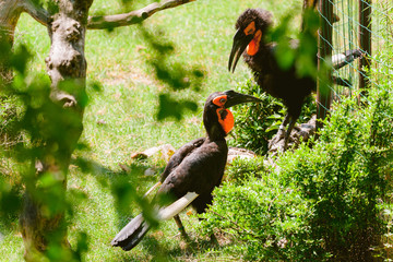 Southern ground hornbill. Two birds. Bucorvus leadbeateri