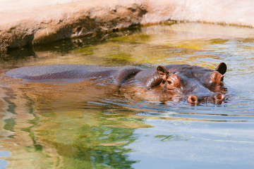 Hippo in water. African Hippopotamus in river