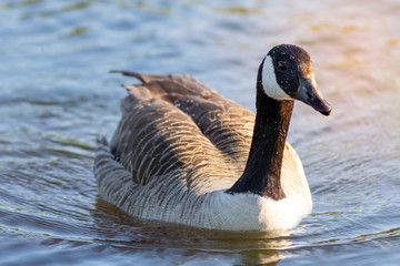 portrait of a canadian goose branta goose selective focus blur