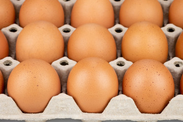 Fresh chicken eggs are placed in the panel
