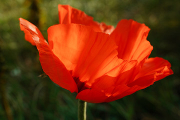 Fototapeta premium Poppy red flower isolated on a white background. Isolate inflorescence of garden poppy. Totally open flower.