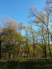 Obraz premium beautiful autumn colors into the forest