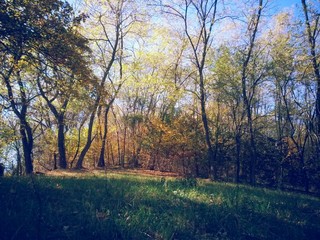 beautiful autumn colors into the forest