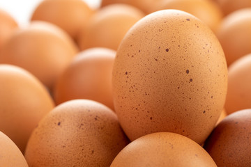 Fresh chicken eggs are placed in the panel