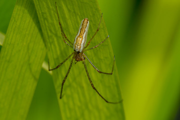 Spider Tetragnatha extensa on leaf
