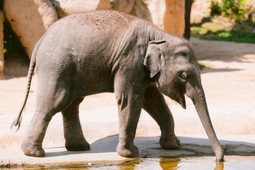 Baby elephant  At The Prague Zoo