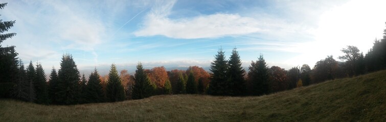 beautiful autumn colors into the forest