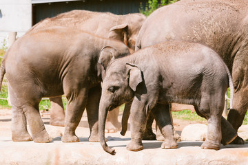 Family Of Indian Elephants At The Prague Zoo