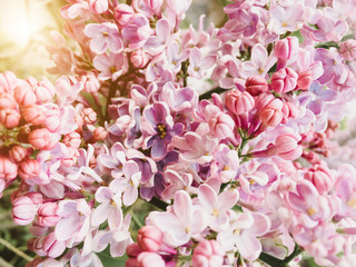 Macro lilac flowers, spring flowering lilac tree, close up blossom