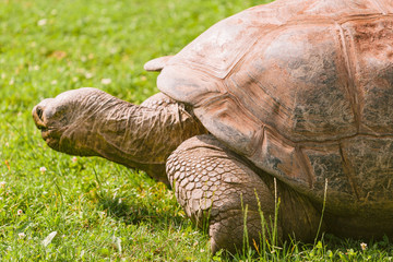 Fototapeta premium Big Seychelles turtle on grass in the park