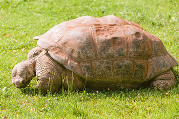 Big Seychelles turtle on grass in the park