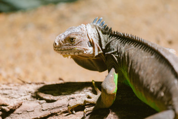 close-up portrait of a resting green iguana