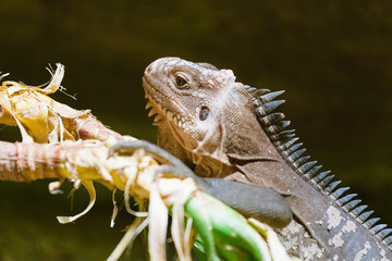 close-up portrait of a resting green iguana