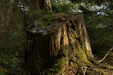 old mossy stump in forest