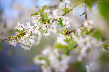 A branch of a blossoming cherry in the garden, sunny day