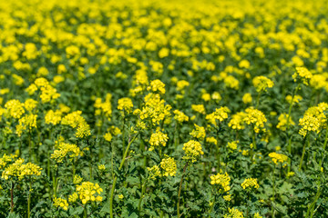 Blooming yellow rapefield in spring