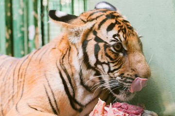 baby tiger cub eating meat