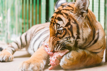 baby tiger cub eating meat