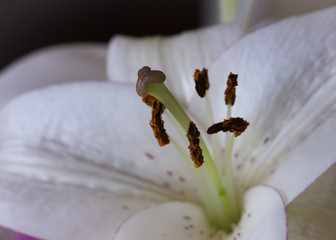 white lily closeup