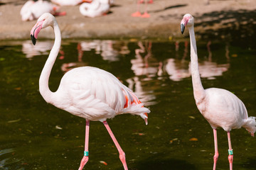flamingo in nature habitat. Beautiful water bird. Pink big bird Greater Flamingo