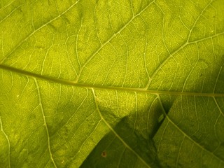 Obraz na płótnie Canvas green leaf texture for background