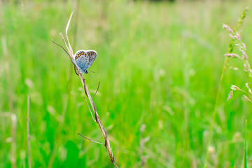 Blue butterfly in the green grass. Background