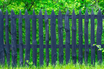 Wooden black fence on a background of green grass and trees. Fresh spring green grass and plant leaves on a background of black wooden fence