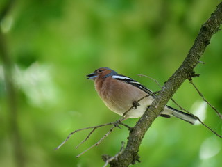 chaffinch sitting on a twig and looking
