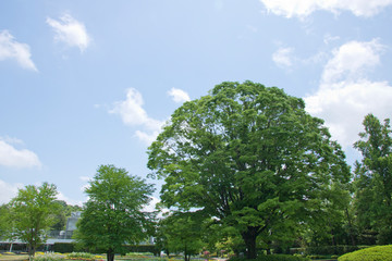 青空の下の大木