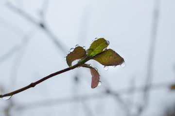 leaves with water droplets