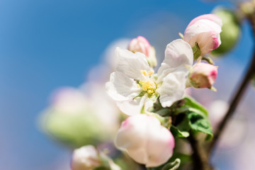 Apple blossom on blue sky background, macro