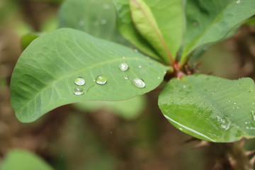 Beautiful rain drop on leaf