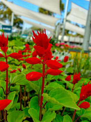 Obraz premium Red flowers