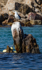 seagull on rock