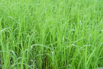 Green rice fields Use as wallpaper