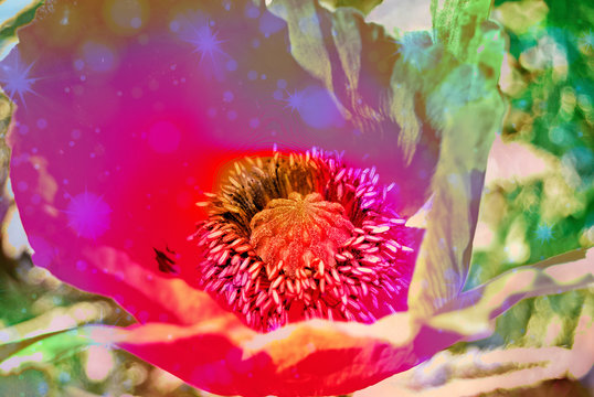 Mohnblume