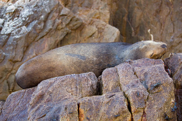 seal on rock sleeping
