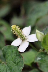 Houttuynia cordata, fish mint, fish leaf, rainbow plant, medicinal herb, used in salads, salsas, or cooked vegetables
