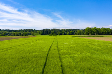 Obraz premium Green field in rural area. Landscape of agricultural cereal fields.