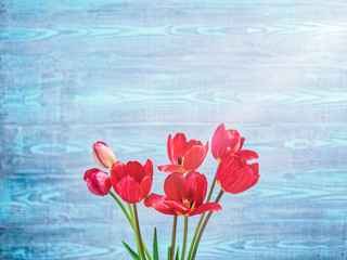 A bouquet of red tulips is on a blue wooden background. Copy space. Flower composition.
