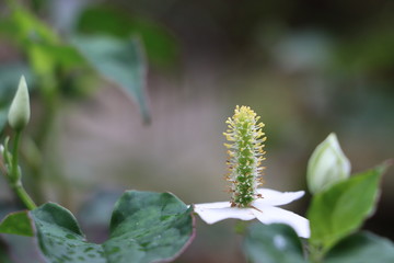 Houttuynia cordata, fish mint, fish leaf, rainbow plant, medicinal herb, used in salads, salsas, or cooked vegetables