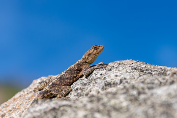 The tropical spiny agama (Agama armata)
