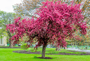 Fototapeta na wymiar Blooming tree in Kew botanical gardens in spring, London, UK
