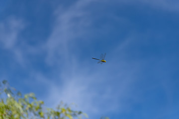Fototapeta na wymiar Beautiful nature scene with dragonfly outdoor