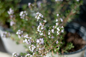 WHITE SMALL FLOWERS IN THE GARDEN