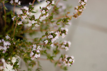 WHITE SMALL FLOWERS IN THE GARDEN